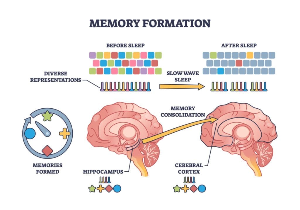 The hippocampus helps convert short-term memories into stable long-term memories through consolidation.