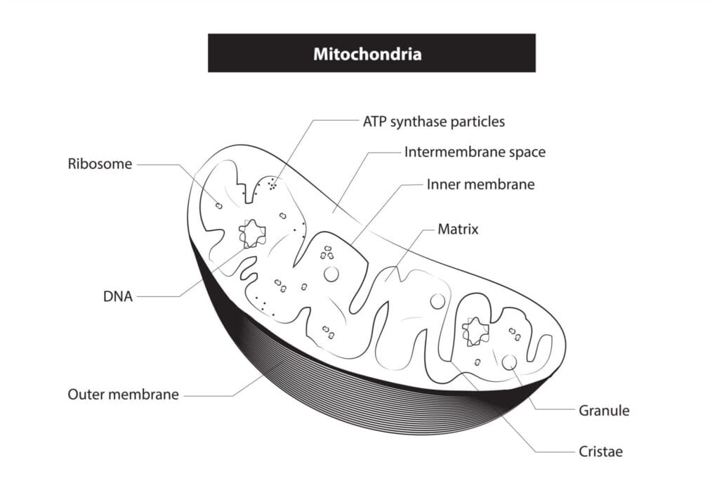 Educational diagram of mitochondria highlighting outer membrane, inner membrane, cristae, and ATP production process