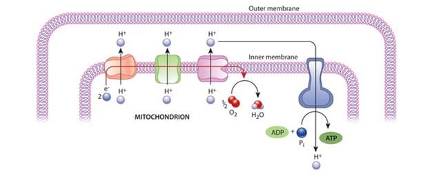 Simple diagram showing how mitochondria convert glucose and oxygen into ATP energy inside human cells