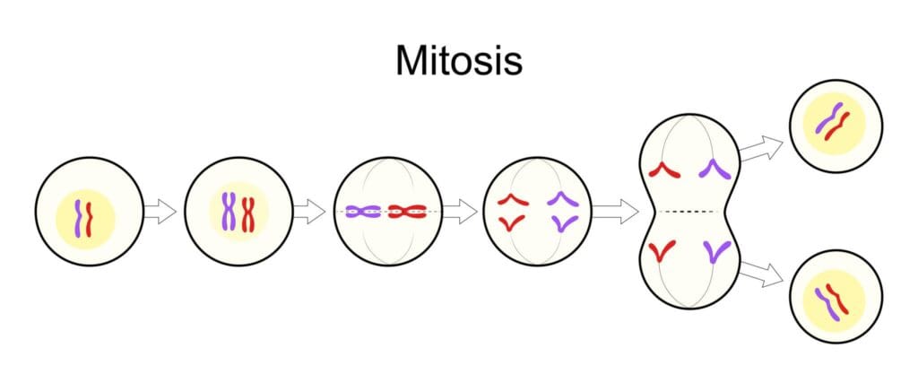 step by step mitosis process with labeled stages prophase metaphase anaphase telophase explained visually