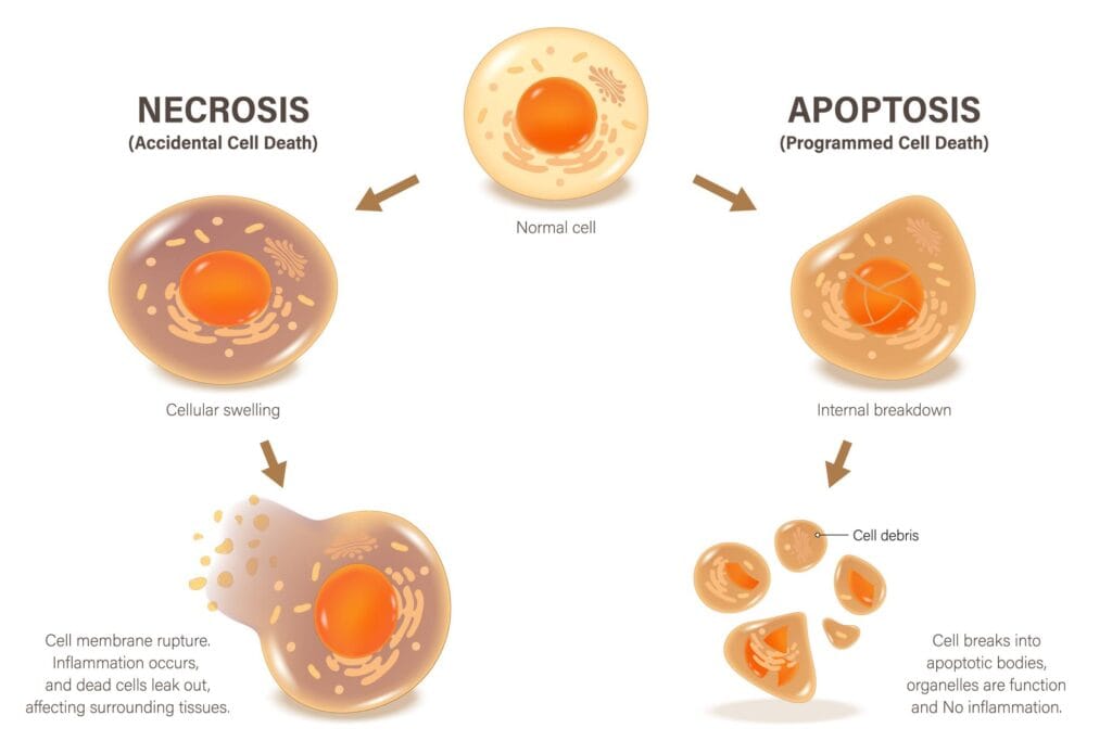 Necrosis and Apoptosis. Difference between accidental cell death and programmed cell death.