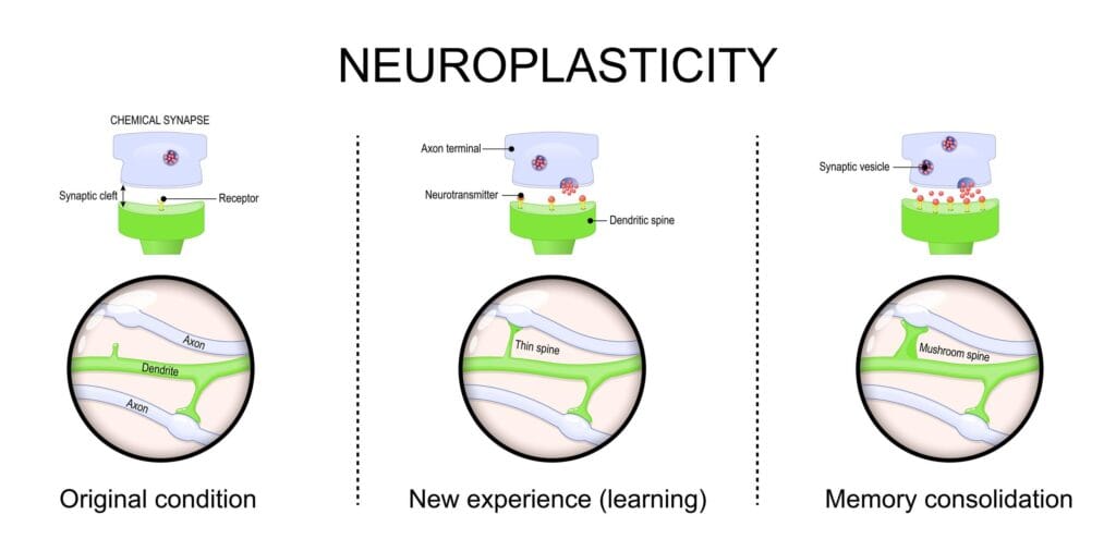 neuroplasticity