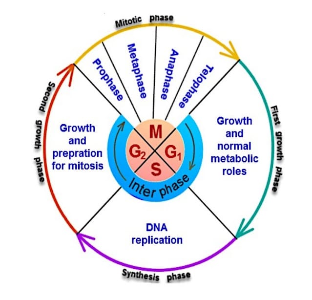 step by step mitosis process with labeled stages prophase metaphase anaphase telophase explained visually