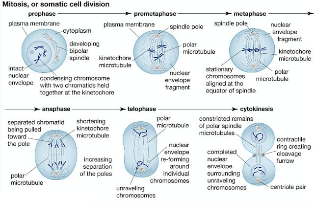 step by step mitosis process with labeled stages prophase metaphase anaphase telophase explained visually