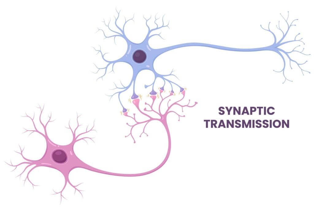 Scientific diagram showing neurons communicating through synapses and strengthening connections during memory formation.