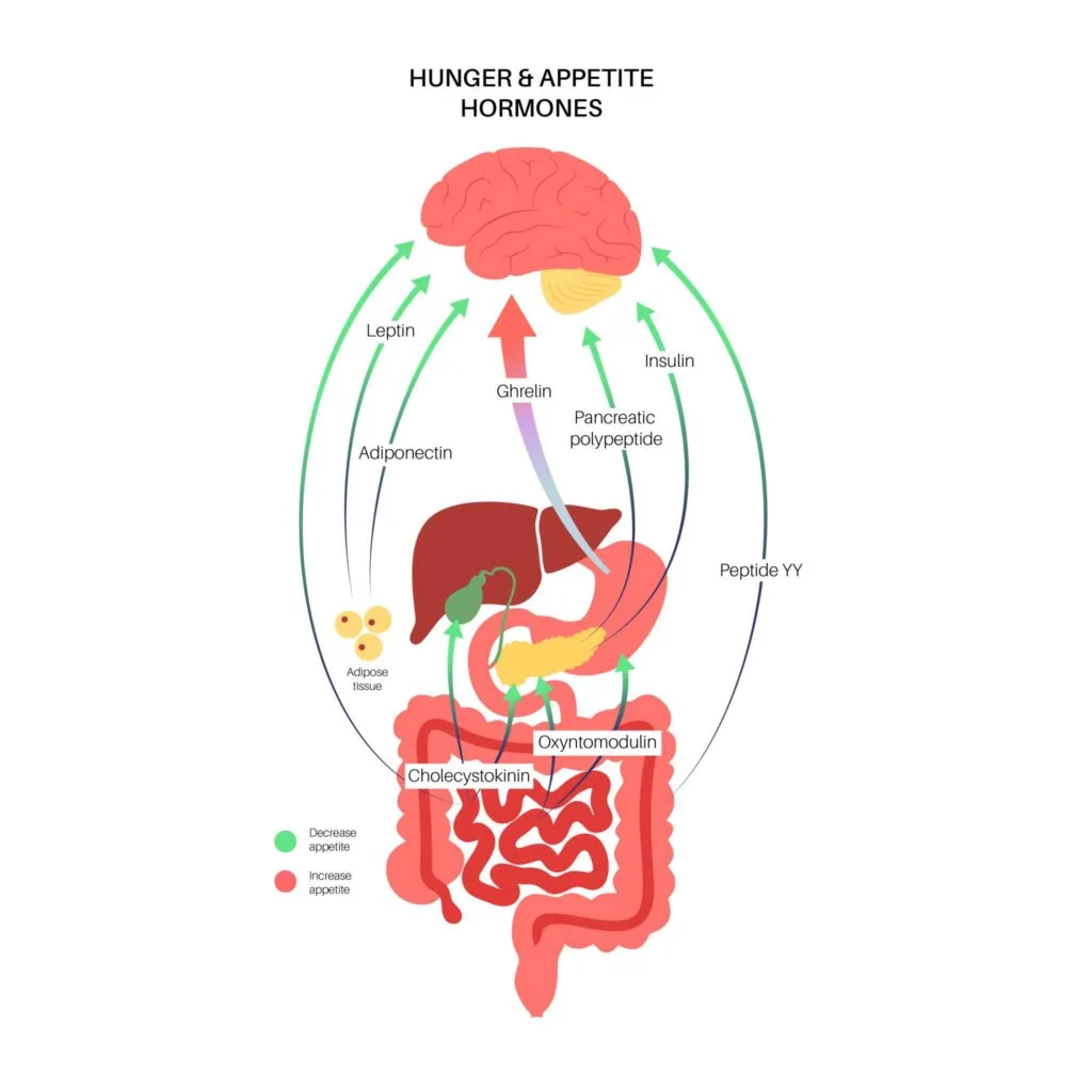 Your brain controls hunger through a small but powerful region called the hypothalamus.
