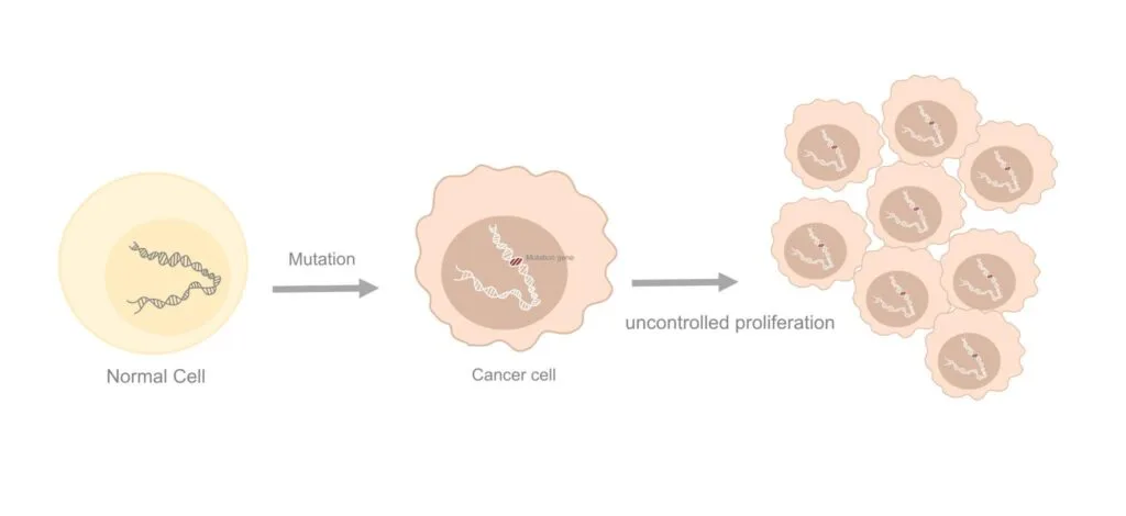 When one abnormal cell divides, it creates two abnormal cells.