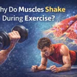 Illustration showing muscles shaking during exercise with muscle fibers and nerve signals.