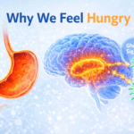 Illustration showing how hunger hormones ghrelin signal the brain hypothalamus when the stomach is empty.