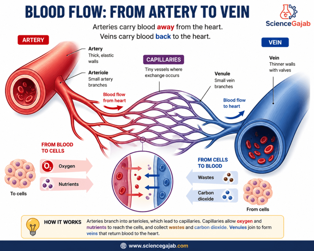 Blood flow diagram showing pathway from artery to arteriole, capillaries, venule, and vein, illustrating oxygen and nutrient delivery to cells and removal of carbon dioxide and wastes; labeled educational medical infographic.