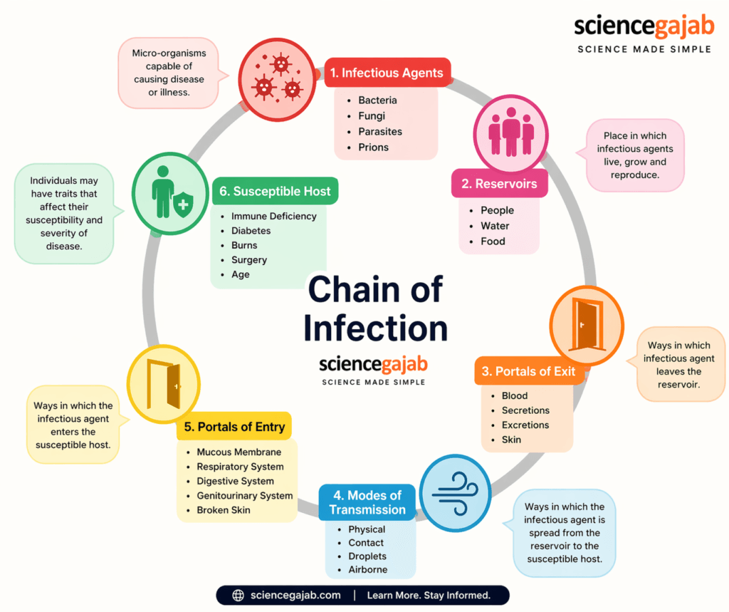 chain of infection infographic explaining disease transmission steps including infectious agents, reservoirs, transmission modes, and susceptible host – sciencegajab
