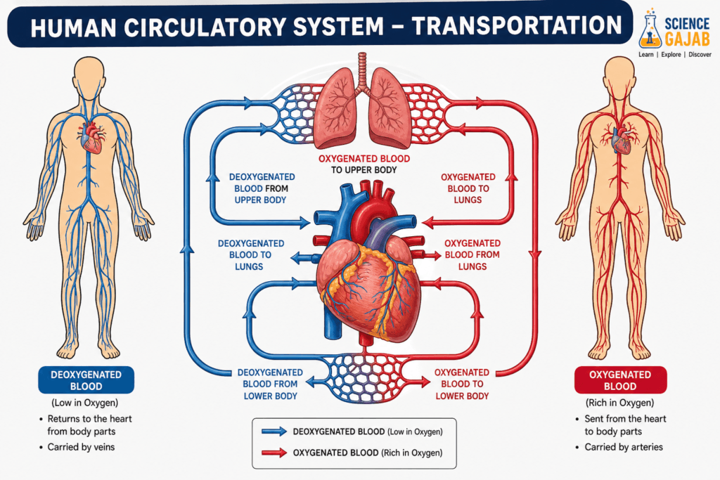 Human circulatory system infographic showing heart, lungs, and blood flow with labeled pathways of oxygenated (red) and deoxygenated (blue) blood between upper body, lower body, and lungs, including arteries and veins, with ScienceGajab branding.