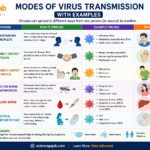 Modes of virus transmission with examples including droplets, contact, airborne, vector-borne, blood-borne, and mother-to-child spread – sciencegajab