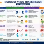 Modes of virus transmission with examples including droplets, contact, airborne, vector-borne, blood-borne, and mother-to-child spread – sciencegajab