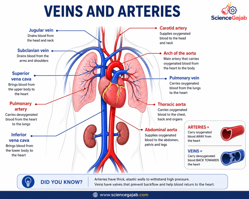 Veins and arteries diagram showing human vascular system with labeled parts including jugular vein, subclavian vein, superior and inferior vena cava, pulmonary artery, pulmonary vein, carotid artery, aortic arch, thoracic aorta, and abdominal aorta; educational medical infographic explaining blood flow direction.