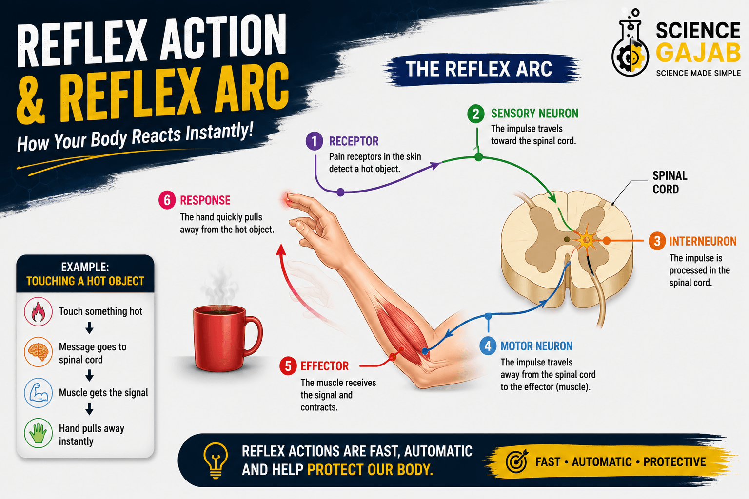 Educational diagram showing reflex action and reflex arc in the human nervous system with hand touching a hot object, spinal cord pathway, sensory neuron, motor neuron, and instant withdrawal response, featuring
