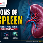 Functions of the Spleen: Structure, Roles, and Why This Organ Is Important – Medical infographic featuring a detailed human spleen with labeled functions including filtering blood, removing old red blood cells, storing platelets, and supporting the immune system