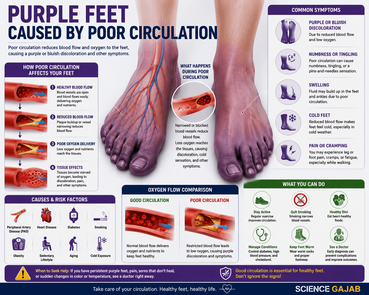 Medical illustration of purple feet caused by poor circulation, showing blood vessels, reduced oxygen flow, and symptoms such as numbness, swelling, and cold feet.