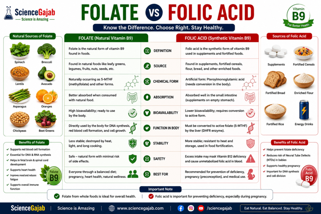 High-resolution medical infographic comparing folate and folic acid (vitamin B9). The left side explains folate as the natural form of vitamin B9 found in foods such as spinach, broccoli, lentils, avocado, asparagus, oranges, chickpeas, and beet greens, highlighting its role in DNA synthesis, red blood cell formation, pregnancy, heart health, and immune function. The right side describes folic acid as the synthetic form used in supplements and fortified foods, comparing its sources, chemical form, absorption, bioavailability, stability, safety, and medical uses. The infographic emphasizes the differences between natural food folate and supplemental folic acid, includes pregnancy guidance and an educational note, and features