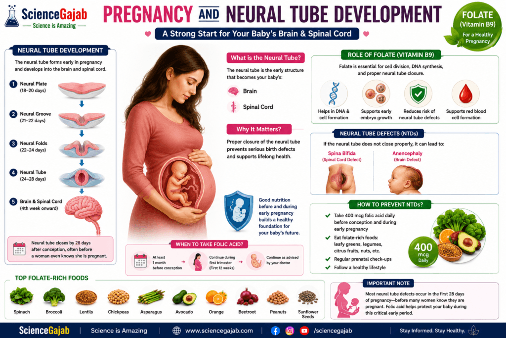 Medical infographic illustrating pregnancy and neural tube development, showing a pregnant woman with a developing fetus and explaining how the neural tube forms into the baby's brain and spinal cord during the first four weeks of pregnancy. The infographic highlights the role of folate (vitamin B9) in DNA synthesis, cell division, red blood cell formation, and proper neural tube closure, compares normal development with neural tube defects such as spina bifida and anencephaly, and recommends taking 400 mcg of folic acid daily before conception and during early pregnancy. It also features a timeline of neural tube development, folate-rich foods including spinach, broccoli, lentils, chickpeas, asparagus, avocado, oranges, beetroot, peanuts, and sunflower seeds,