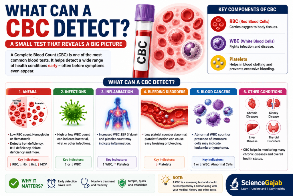 What Can a CBC Detect infographic showing how a Complete Blood Count helps detect anemia, infections, inflammation, bleeding disorders, blood cancers, and chronic diseases using RBC, WBC, and platelet measurements