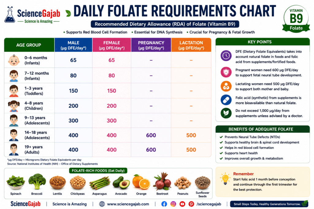 High-resolution infographic showing the recommended daily folate (vitamin B9) requirements across different age groups, including infants, children, adolescents, adults, pregnant women, and breastfeeding women. A color-coded chart displays the recommended daily intake in micrograms (µg DFE/day), with higher requirements highlighted for pregnancy and lactation. Additional sections explain key facts about dietary folate equivalents (DFE), the health benefits of adequate folate for DNA synthesis, red blood cell formation, neural tube development, heart health, and normal growth, plus a reminder to begin folic acid before conception. The infographic also features folate-rich foods such as spinach, broccoli, lentils, chickpeas, asparagus, avocado, oranges, beetroot, peanuts, and sunflower seeds, with ScienceGajab branding on a clean white background.
